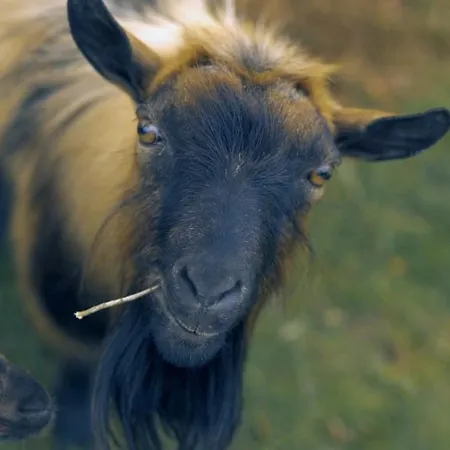 Casa Rosa, Quinta Carmo - Alcobaça/nazaré Appartamento *